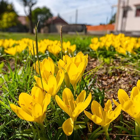 Spacious Joy With Pool And Playground, Suhovare * Policnik