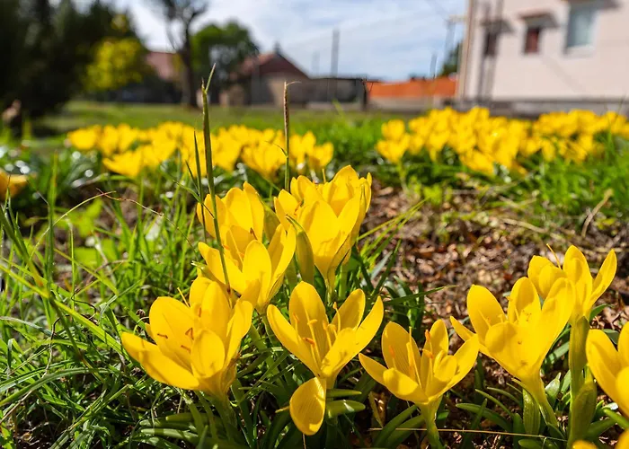 Spacious Joy With Pool And Playground, Suhovare * Policnik